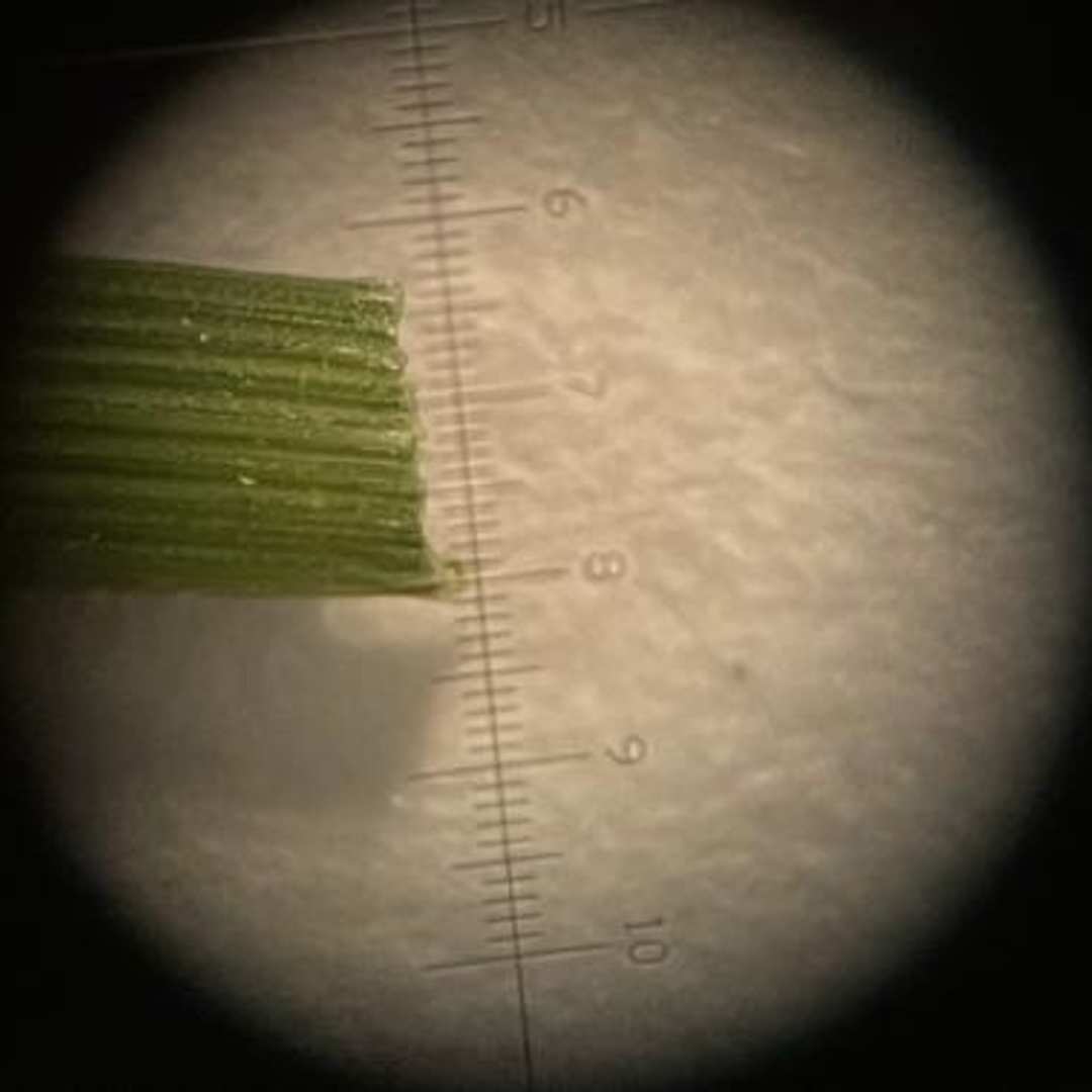 Turf Disease Macroscope