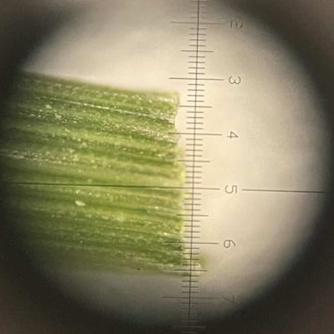 Turf Disease Macroscope